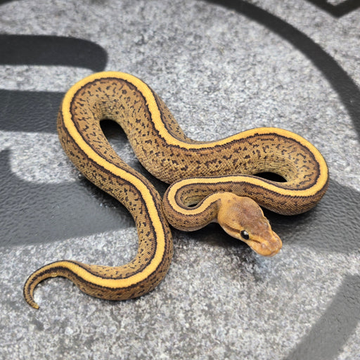 26 Fire Stranger Pinstripe het DG female
