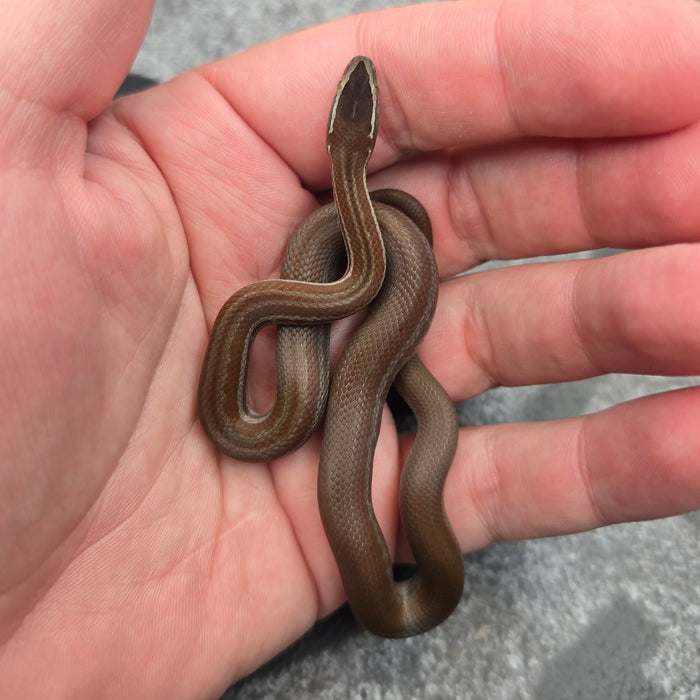 26 Pure Racerback African House Snake male