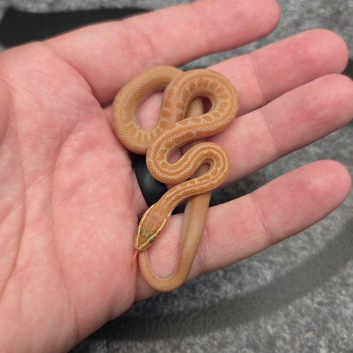 2026 Tpos Albino het Hypo male MC22