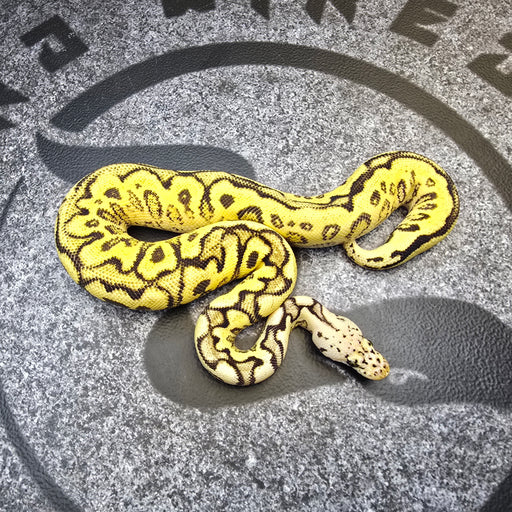 24 Pastel Fire Spotnose Clown het Puzzle female