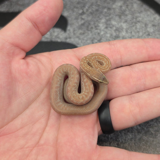 26 Hypo het Tpos Albino male 18M1