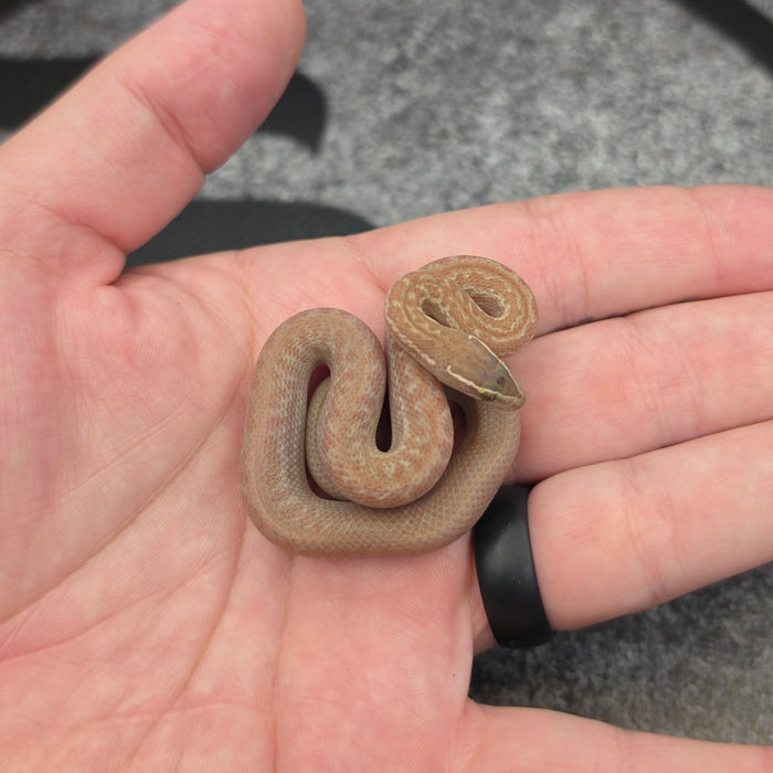 26 Hypo het Tpos Albino male 18M1