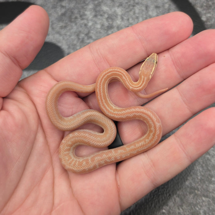26 Hypo Tpos Albino male 17M2