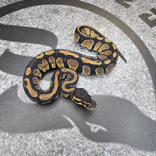 25 BH het DG 50% het Hypo female