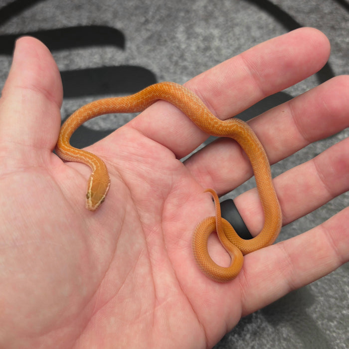 26 62.5%KZN Red Tpos Albino female 19F9