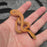 26 Tpos Albino het Blue Eye 50% het Hypo male 22M2
