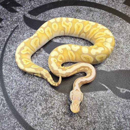 24 Pastel GHI Banana het Clown female