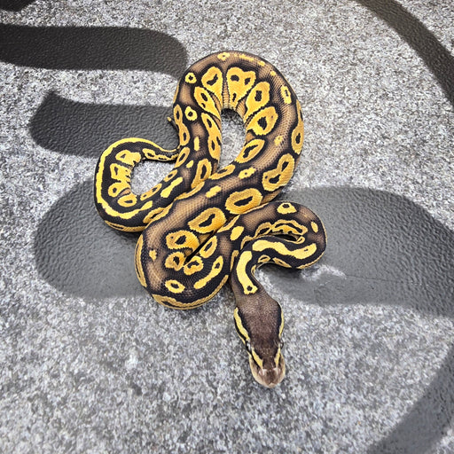 25 Pastel Chocolate Special het DG 50% het Hypo female
