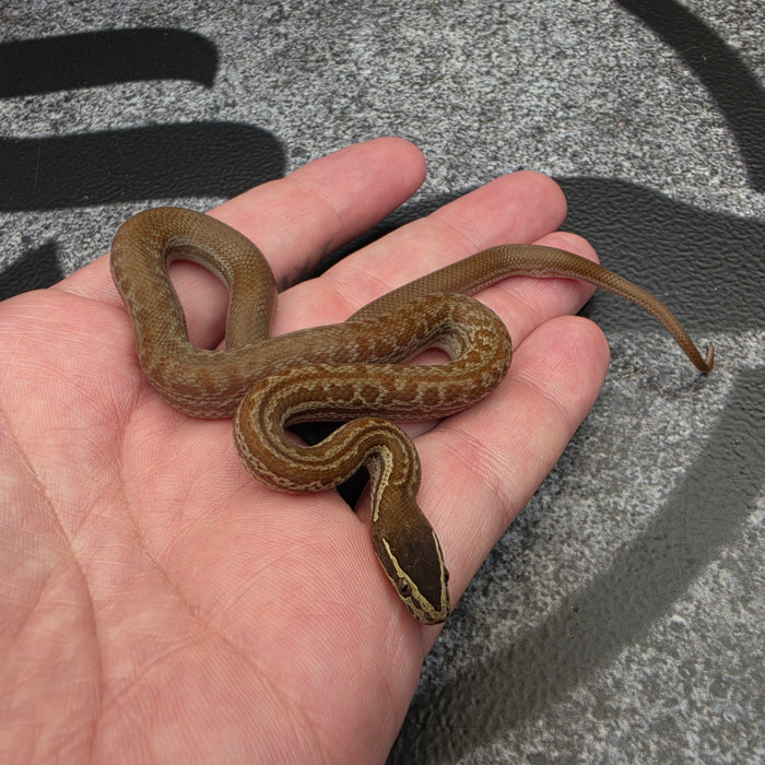 26 het Blue Eye het Tpos 50% het Hypo African House Snake female 09F6