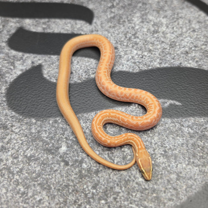 26 Tpos Albino het Hypo female 06F8