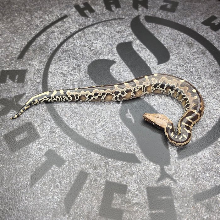 26 Chromehead Short Tail female F6