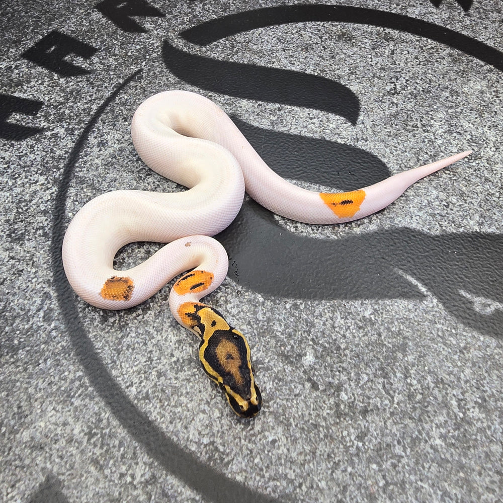 OD Pied het Hypo male