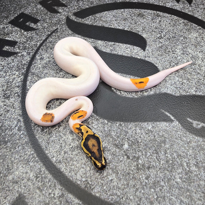 OD Pied het Hypo male