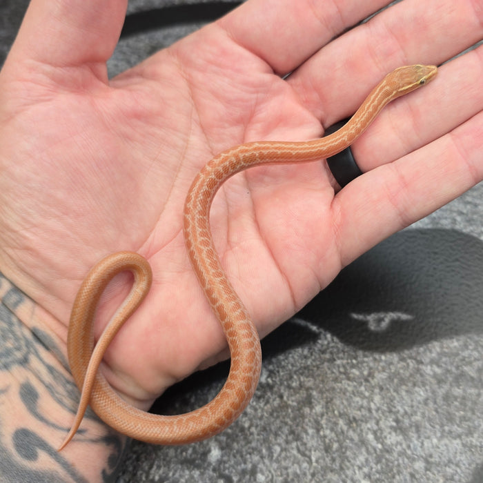 26 Tpos het Hypo African House Snake male M4