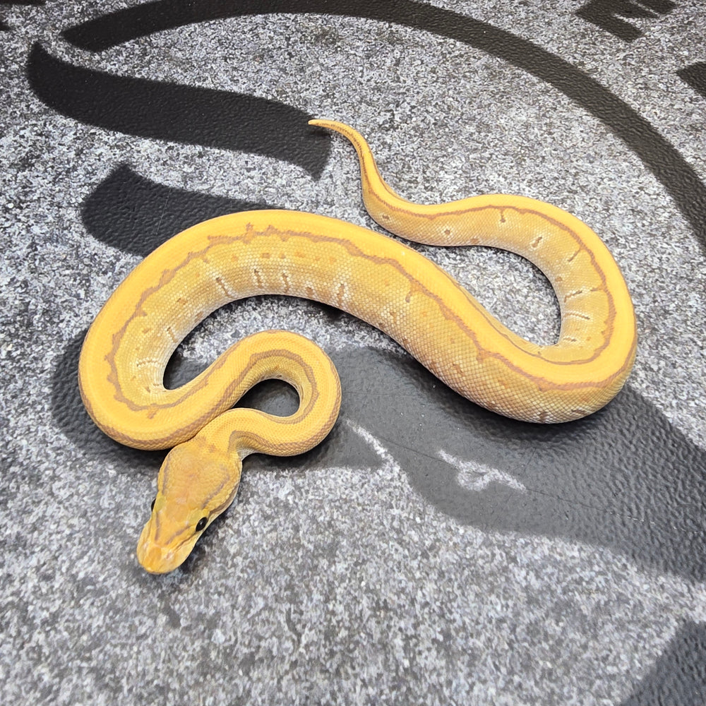 25 Cypress Fire Pinstripe Hypo het DG female