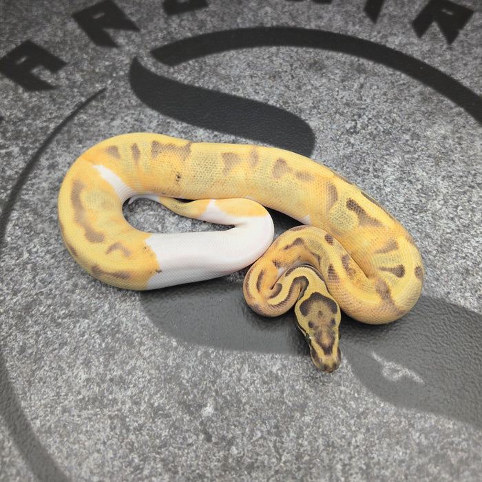 26 Fire Enchi DG Pied female