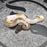 26 Black Head Mojave Enchi 50% het Hypo female