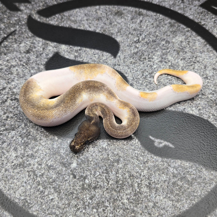 26 Black Head Mojave Enchi 50% het Hypo female