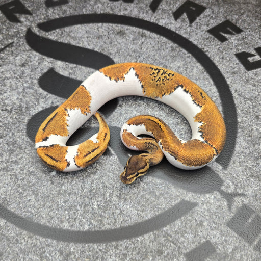 25 BH Pin YB Pied female