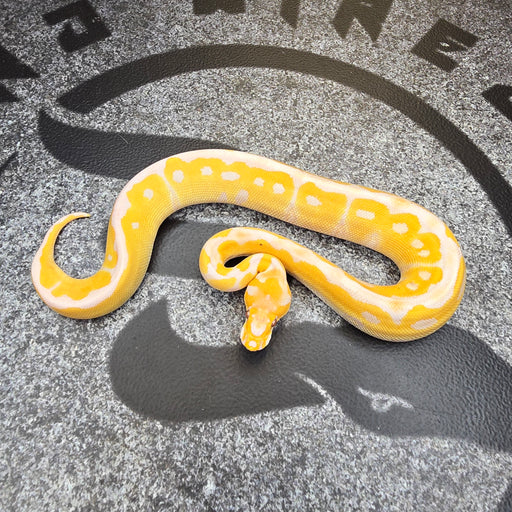 25 Lavender Clown female