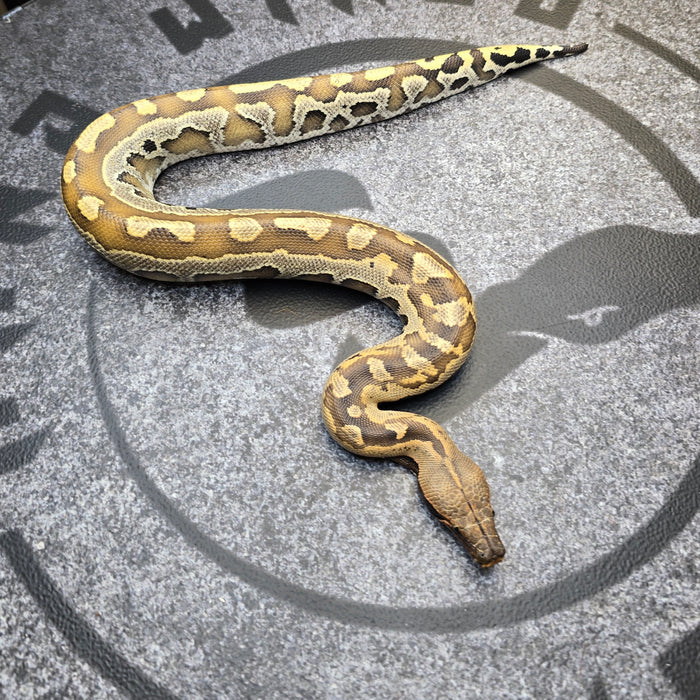 24 Borneo Short Tail python male 1