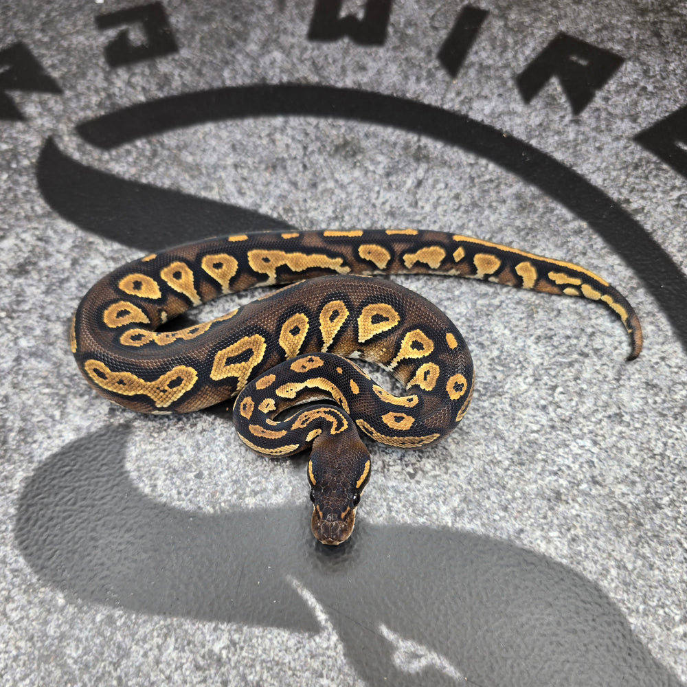 26 Super BH het Paint pos OD Special female F3