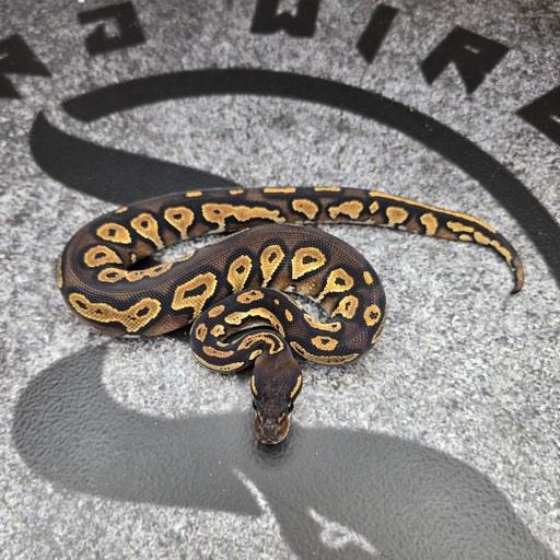 26 Super BH het Paint pos OD Special female F3