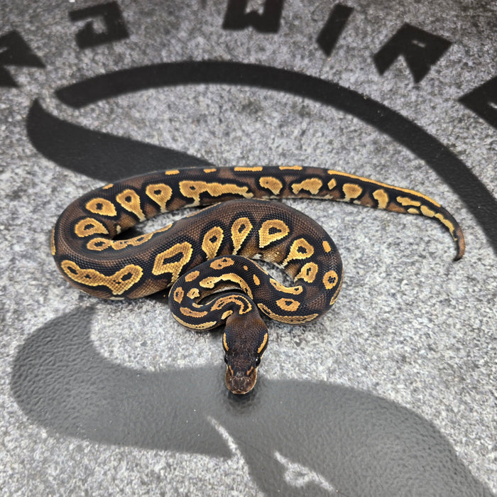 26 Super BH het Paint pos OD Special female F3