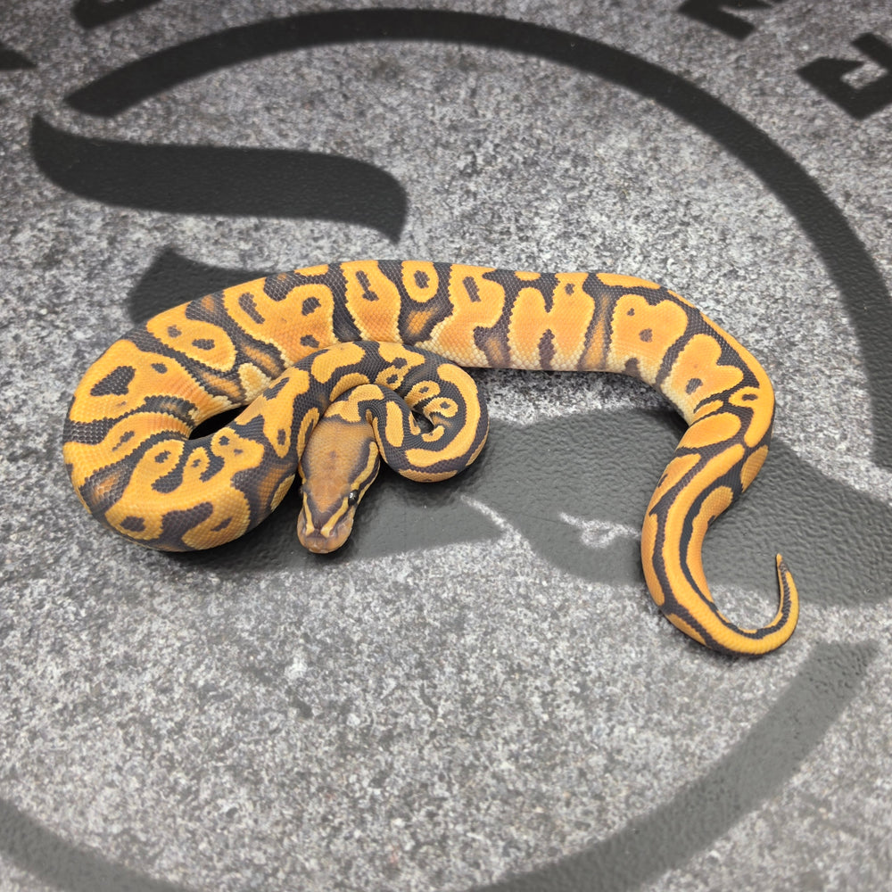 26 OD HGW YB Hypo het Pied female
