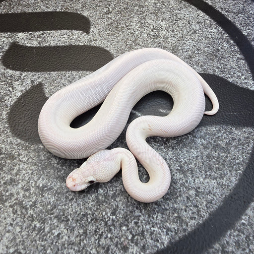 25 BEL (blue eyed) female