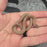 26 Hypo het Tpos African House Snake female 13F7