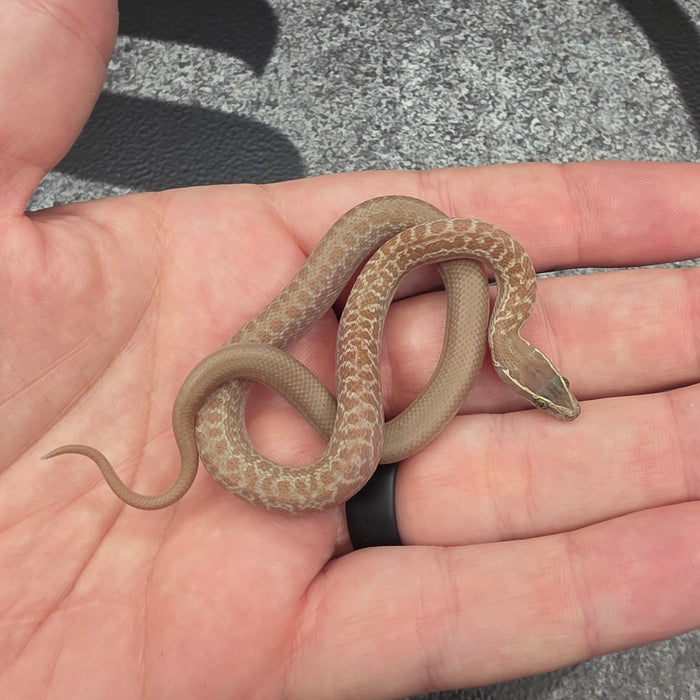 26 Hypo het Tpos African House Snake female 13F7