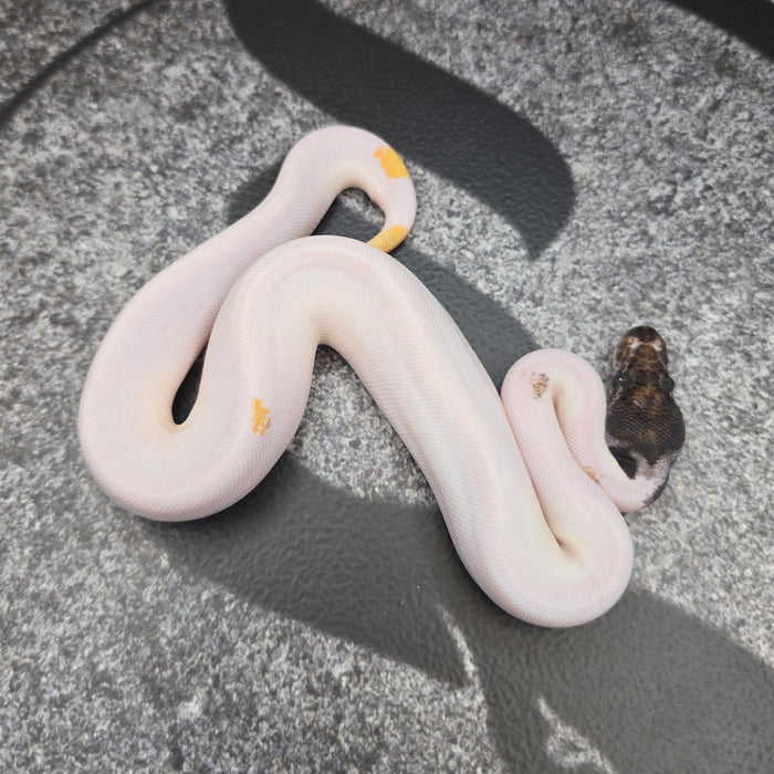 26 BH Mojave OD YB Pied 50% het Hypo female
