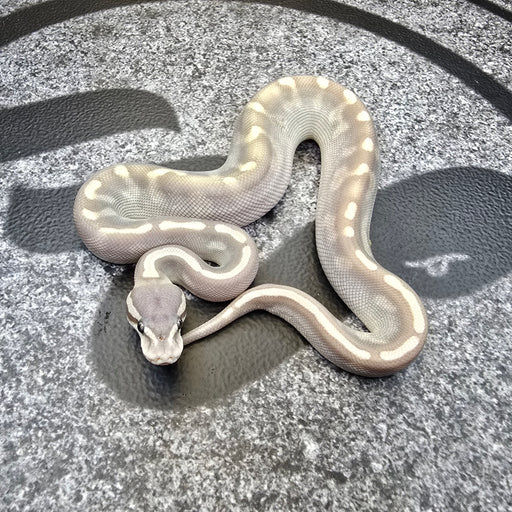 25 GHI Lesser Enchi Hypo 50% het Pied male