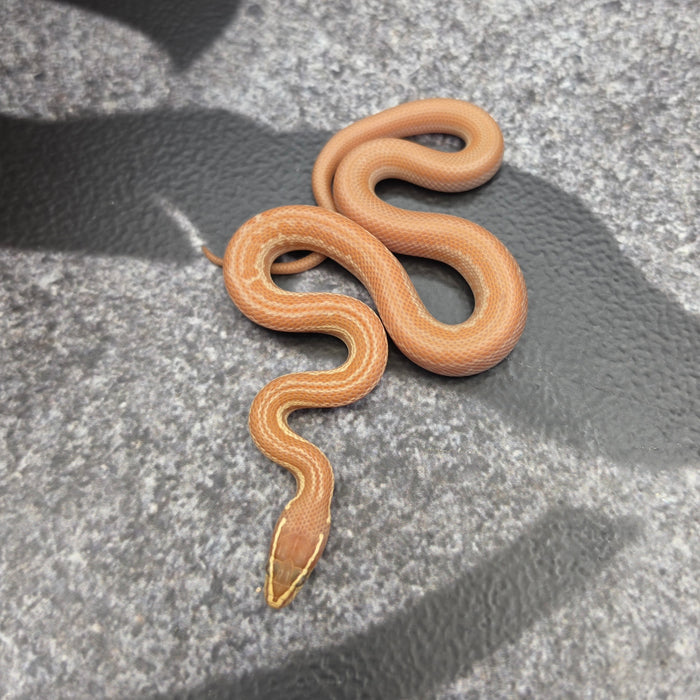 26 Tpos Albino het Hypo female 17F9