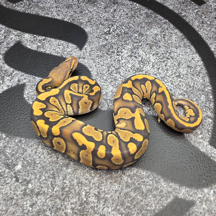 26 OD Chocolate Scrambler Hypo het Pied female