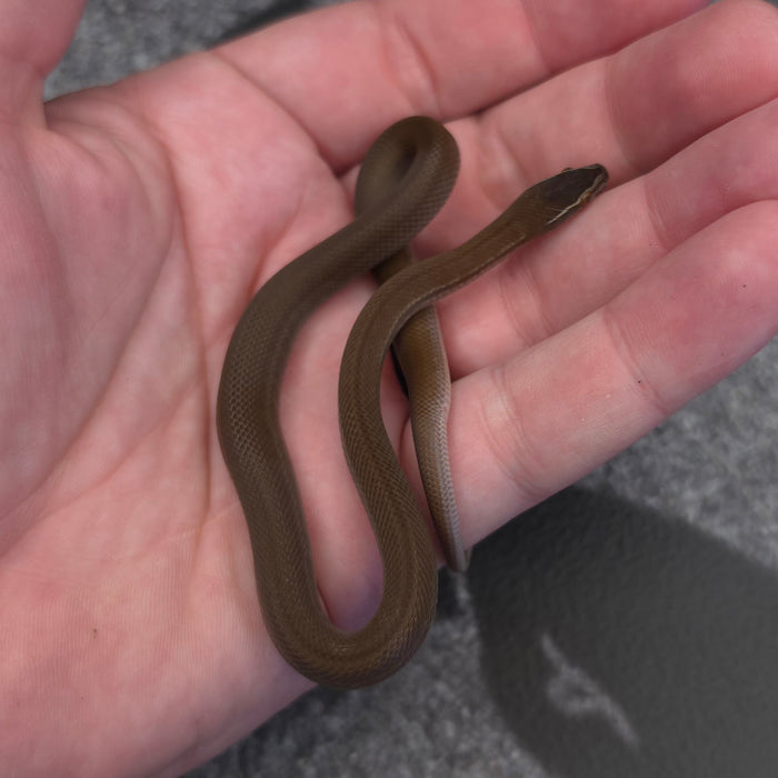 26 50% Uganda Green 50% Racerback male African House Snake