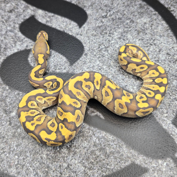 26 Mojave YB Hypo female