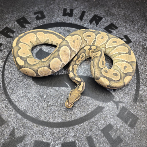 24 Black Pastel Enchi Hypo het DG female