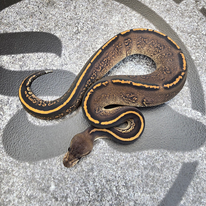 25 Black Pastel Stranger het Albino female