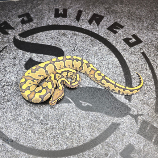 25 YB Hypo het Pied female