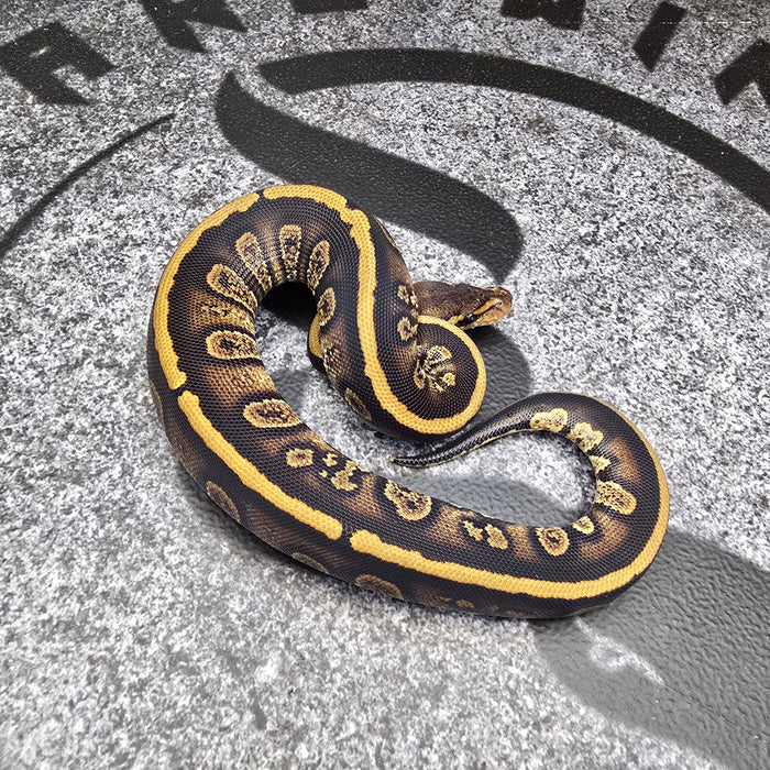 25 Stranger het DG male