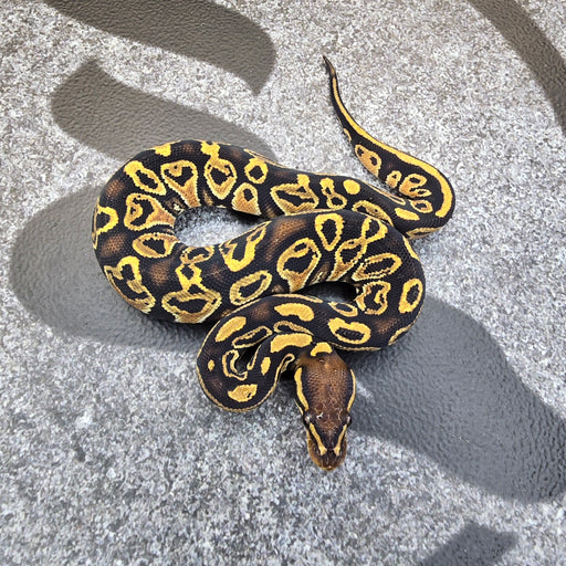 25 OD Trick het Hypo female