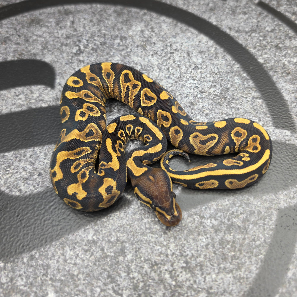 26 Hurricane YB het DG het Hypo female