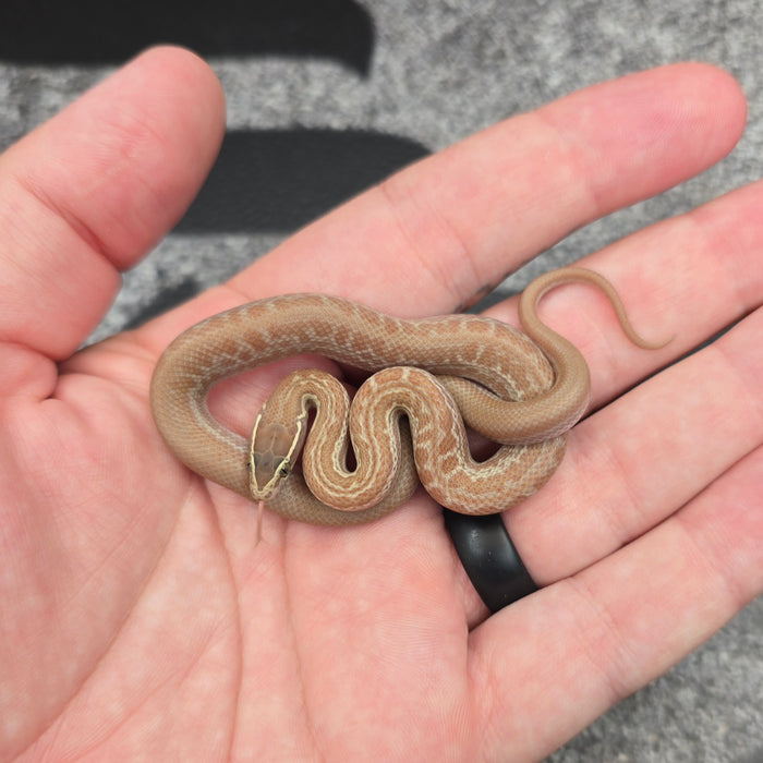26 House Snake Hypo het Albino Tpos female 02F7