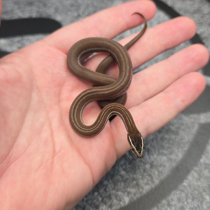 26 Pure Racerback Africa House Snake female