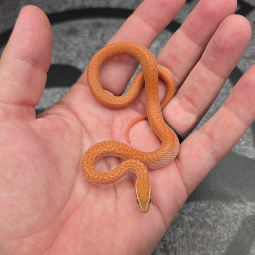 26 62.5%KZN Red Tpos male 19M2