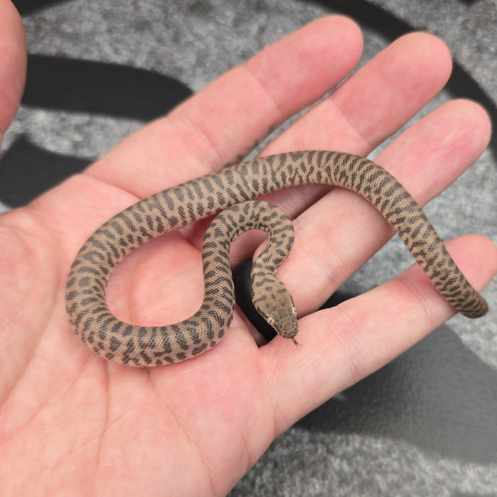 26 Children's Python 100%het Black Eye male