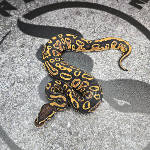 25 Trojan Trick het Clown het Pied male