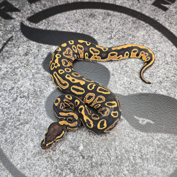 25 Trojan Trick het Clown het Pied male